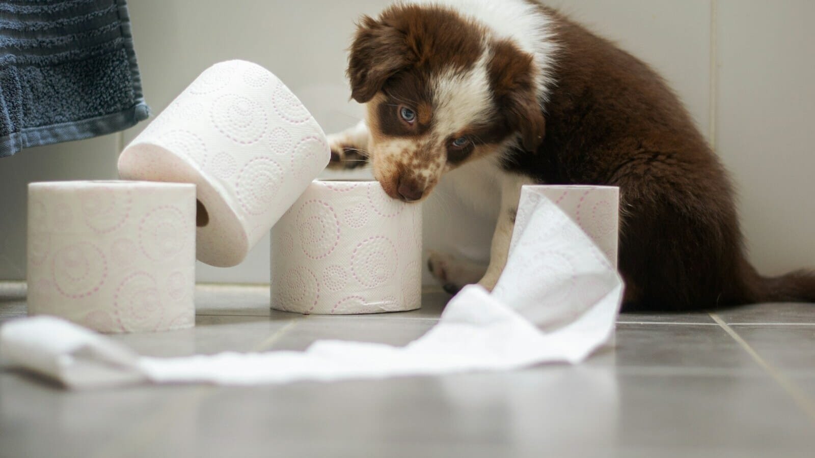 a puppy playing with toilet paper on the floor
