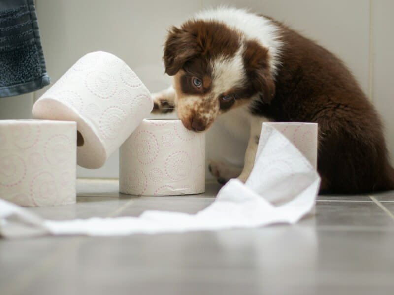 9 Proven Tips to Help Your Dog Learn Proper Poop Habits