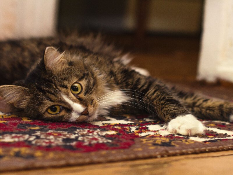 Winnipeg Animal Cruelty Case: Teen Faces Charges After Cat Death Sparks Community Outrage