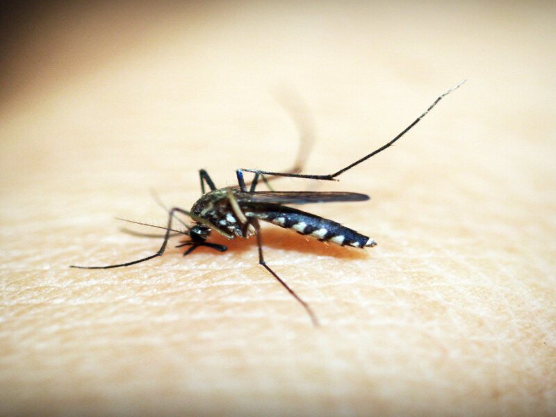 Alberta’s Mosquito Boom Brings ‘Skeeter Syndrome’ Into the Spotlight – What You Need to Know