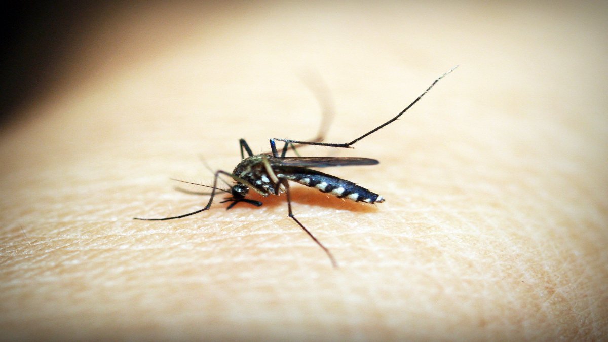 Skeeter Syndrome, Alberta Mosquitoes, Mosquito Bites, Health Canada, Allergy Symptoms, Summer Health, Alberta News